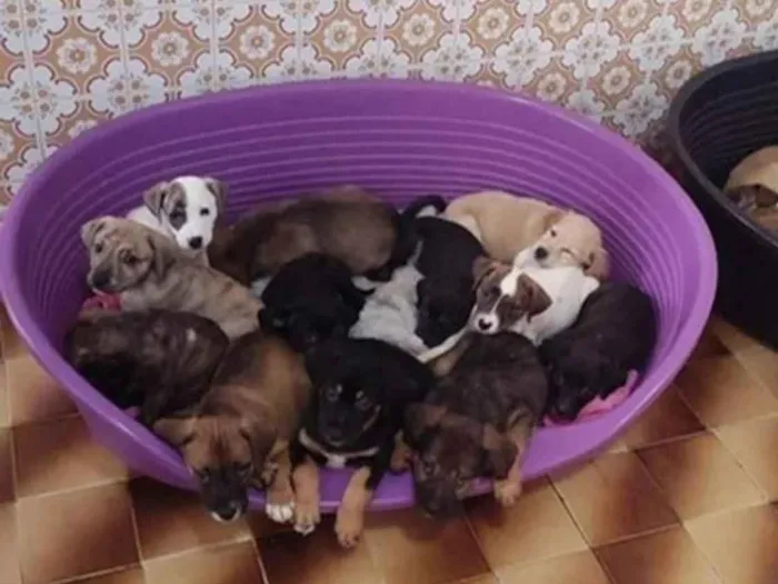 Cachorro ra a SRD-ViraLata idade 2 a 6 meses nome Bebês 