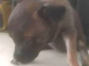 Cachorro raça ND idade Abaixo de 2 meses nome Animal 