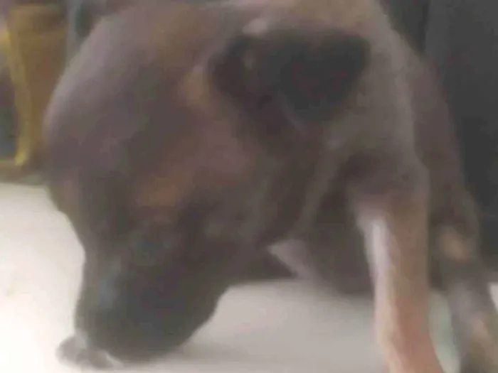 Cachorro ra a ND idade Abaixo de 2 meses nome Animal 