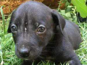 Cachorro raça SRD-ViraLata idade Abaixo de 2 meses nome Valentina