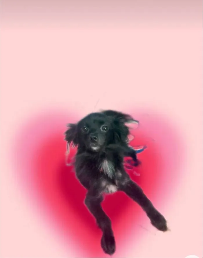 Cachorro ra a SRD-ViraLata idade 7 a 11 meses nome Geórgia bb10meses porte bem pequeno 