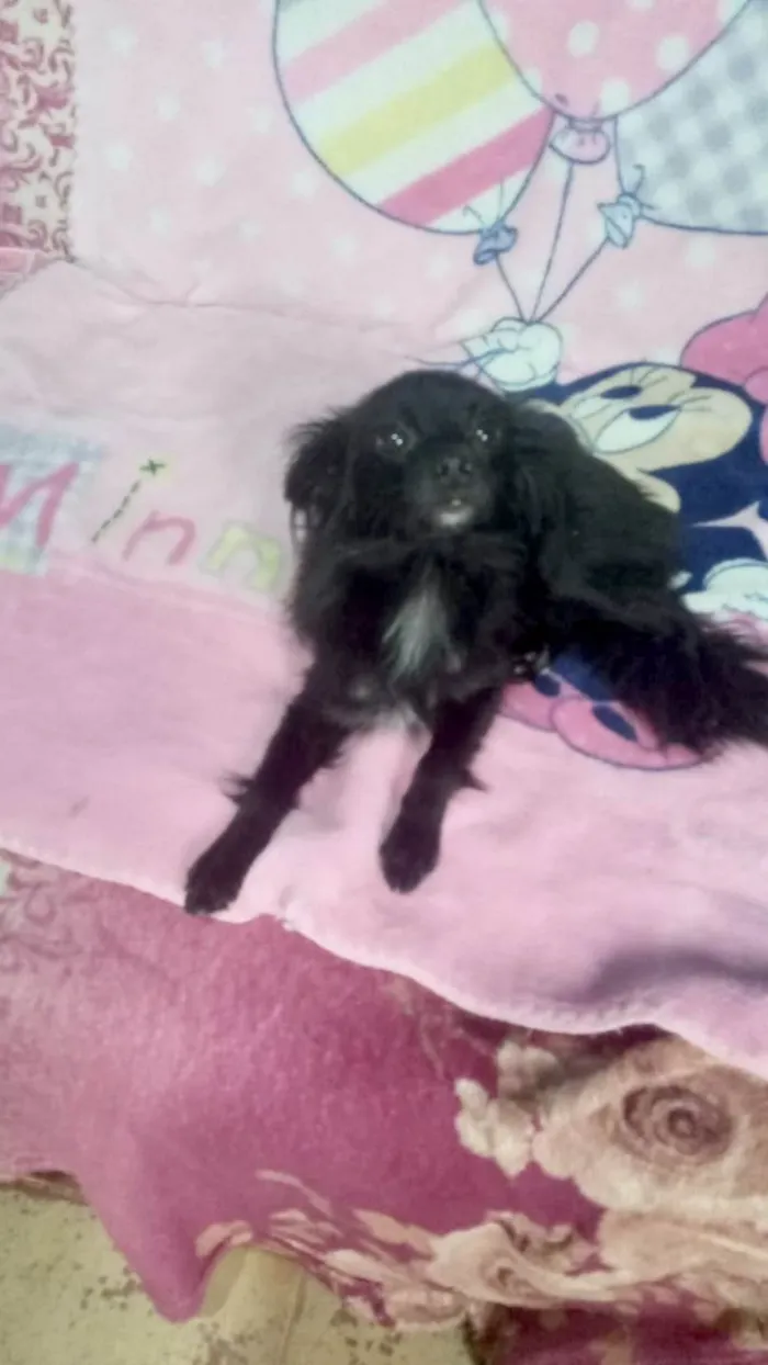 Cachorro ra a SRD-ViraLata idade 7 a 11 meses nome Geórgia bb10meses porte bem pequeno 