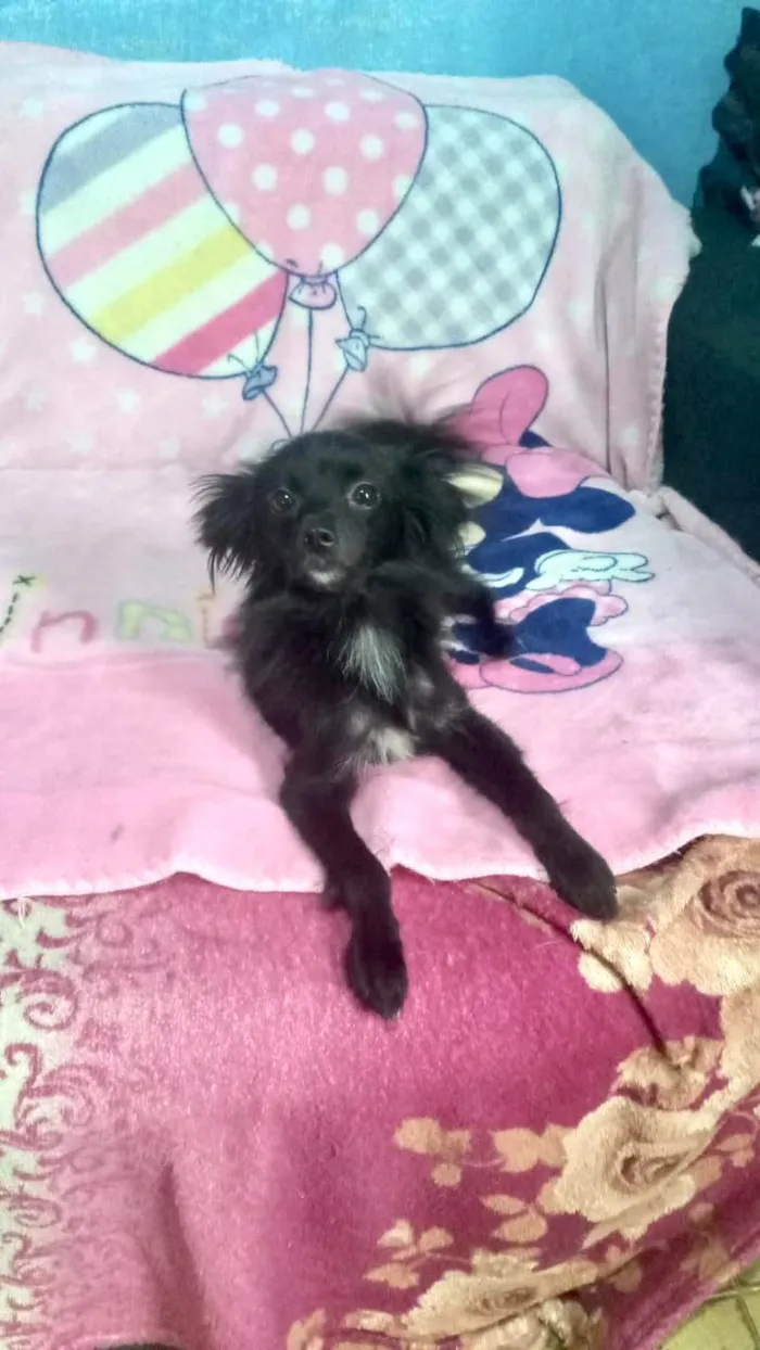 Cachorro ra a SRD-ViraLata idade 7 a 11 meses nome Geórgia bb10meses porte bem pequeno 