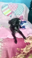 Geórgia bb10meses porte bem pequeno