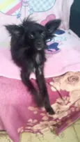 Geórgia bb10meses porte bem pequeno