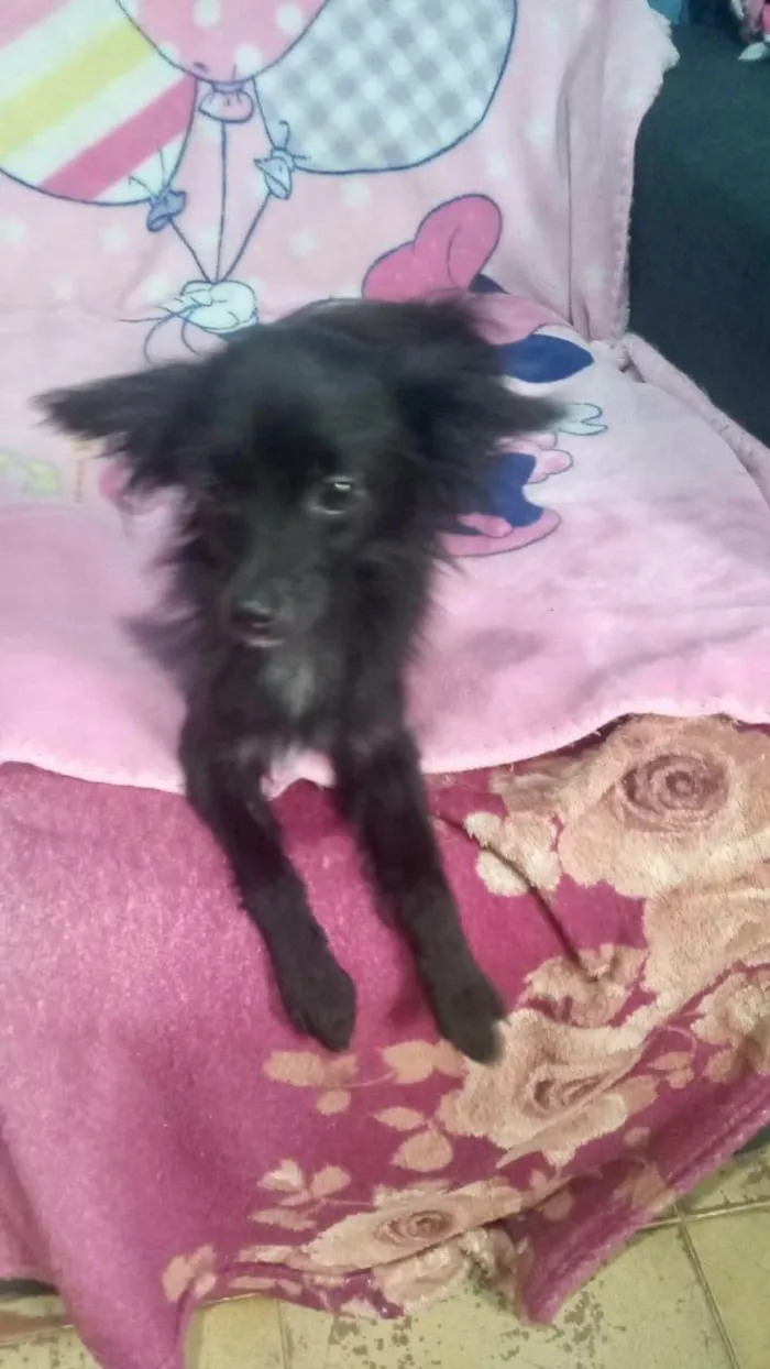 Cachorro ra a SRD-ViraLata idade 7 a 11 meses nome Geórgia bb10meses porte bem pequeno 