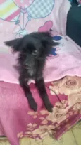 Geórgia bb10meses porte bem pequeno
