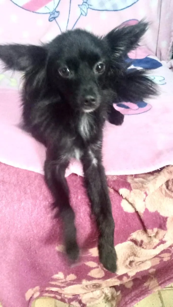 Cachorro ra a SRD-ViraLata idade 7 a 11 meses nome Geórgia bb10meses porte bem pequeno 