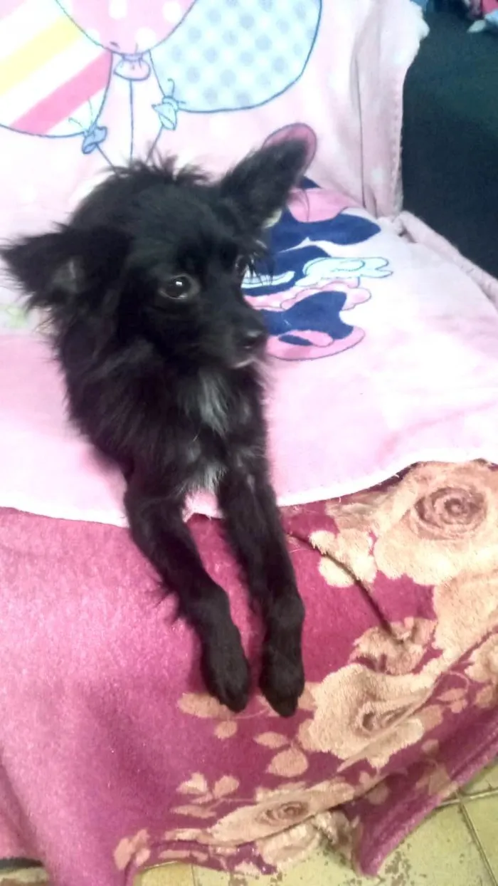 Cachorro ra a SRD-ViraLata idade 7 a 11 meses nome Geórgia bb10meses porte bem pequeno 