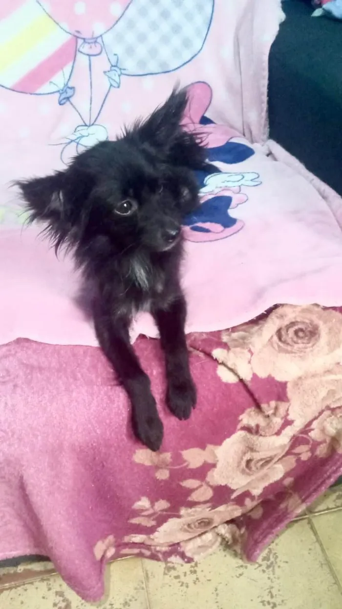 Cachorro ra a SRD-ViraLata idade 7 a 11 meses nome Geórgia bb10meses porte bem pequeno 