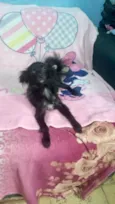Geórgia bb10meses porte bem pequeno