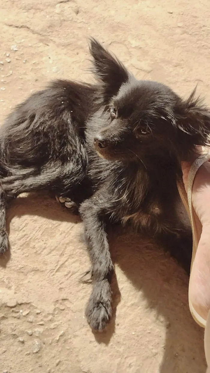 Cachorro ra a SRD-ViraLata idade 7 a 11 meses nome Geórgia bb10meses porte bem pequeno 