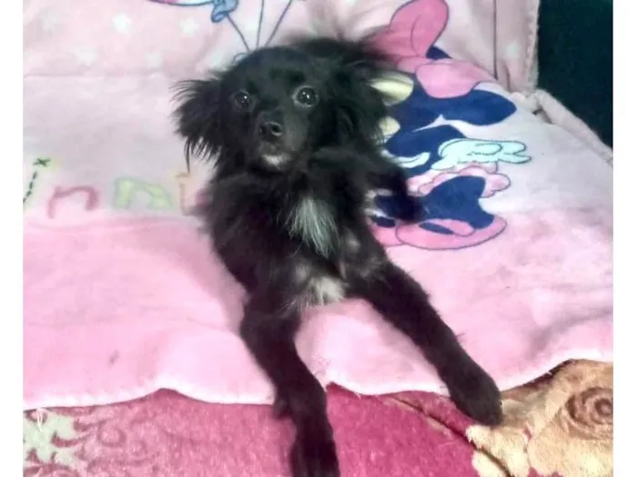 Cachorro ra a SRD-ViraLata idade 7 a 11 meses nome Geórgia bb10meses porte bem pequeno 