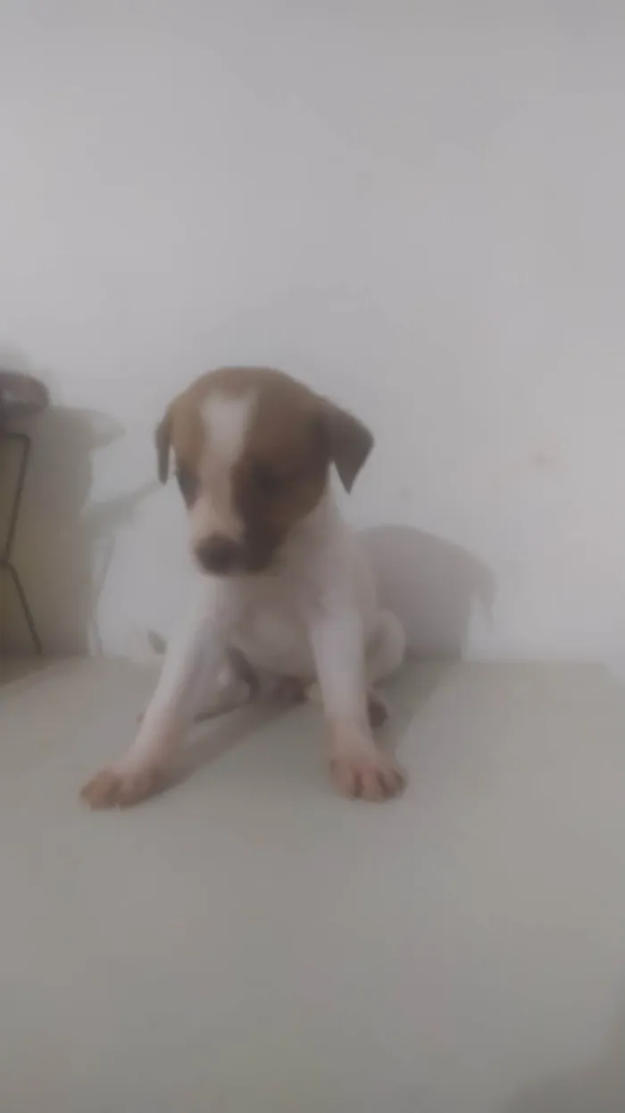 Cachorro ra a ND idade Abaixo de 2 meses nome Animal 