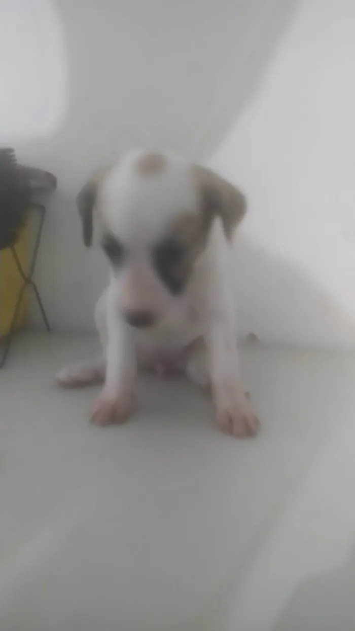 Cachorro ra a ND idade Abaixo de 2 meses nome Animal 