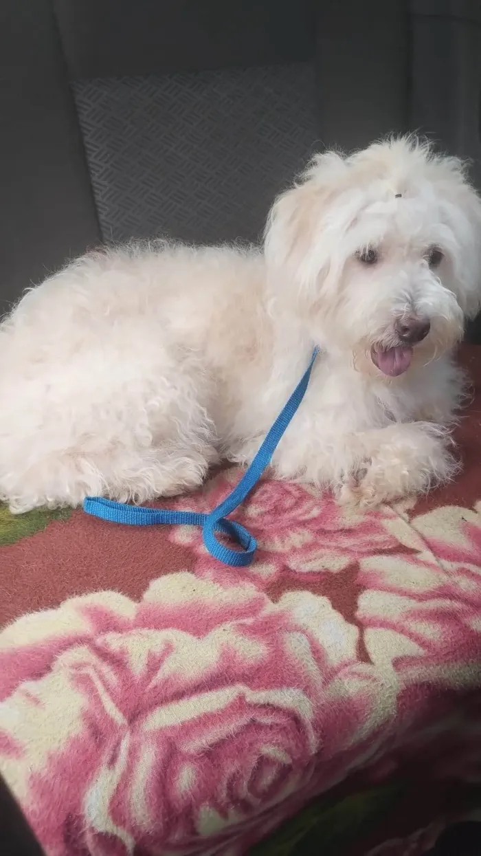Cachorro ra a Poodle  idade 7 a 11 meses nome Rebeca