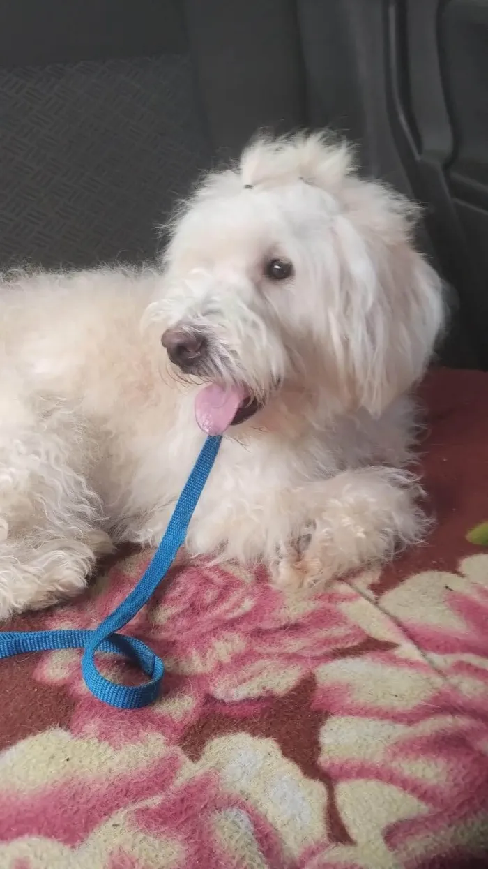 Cachorro ra a Poodle  idade 7 a 11 meses nome Rebeca