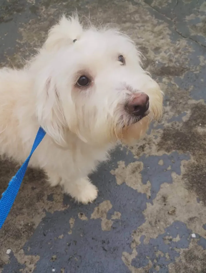 Cachorro ra a Poodle  idade 7 a 11 meses nome Rebeca