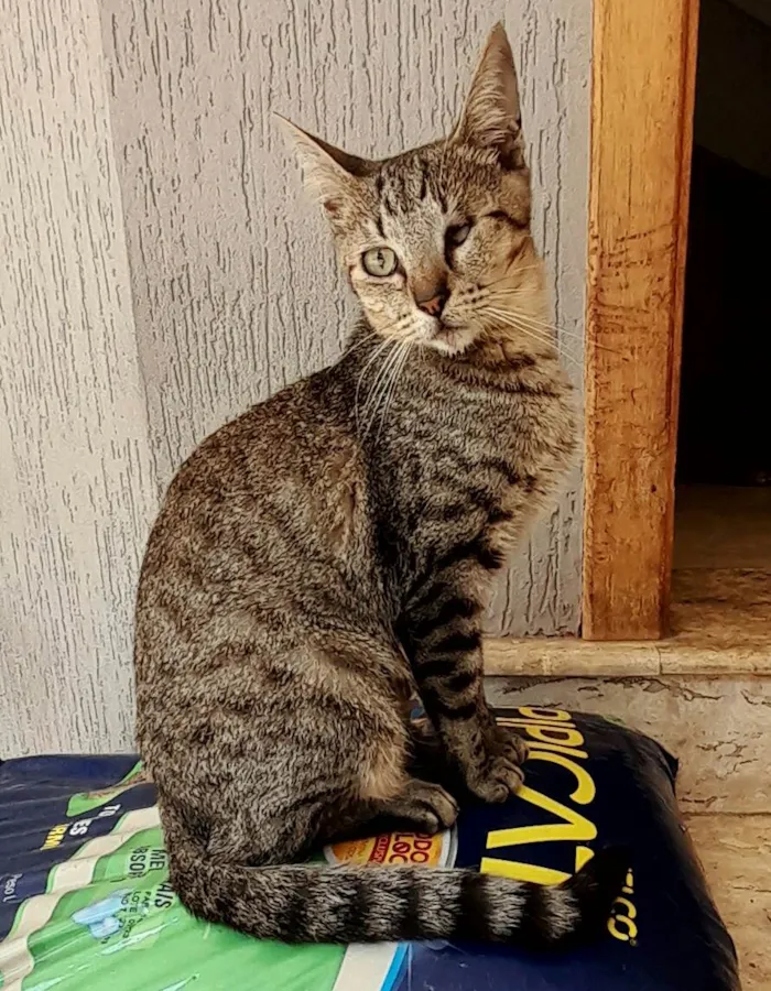Gato ra a SRD-ViraLata idade 1 ano nome Maisena