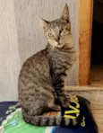 Maisena