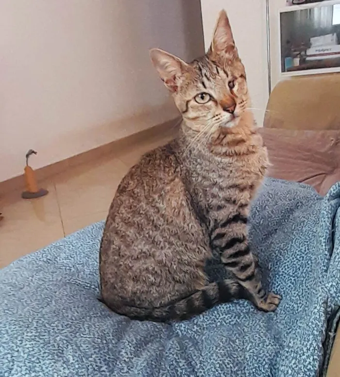 Gato ra a SRD-ViraLata idade 1 ano nome Maisena