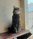 Felix