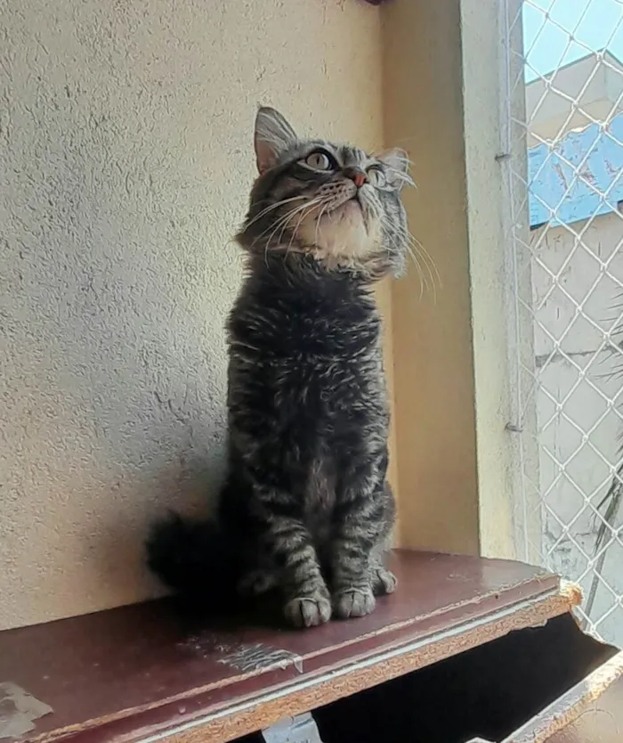 Gato ra a SRD-ViraLata idade 1 ano nome Felix
