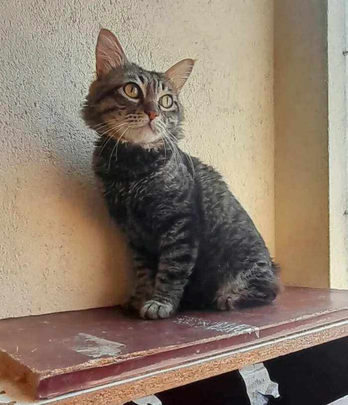 Gato ra a SRD-ViraLata idade 1 ano nome Felix