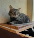 Felix