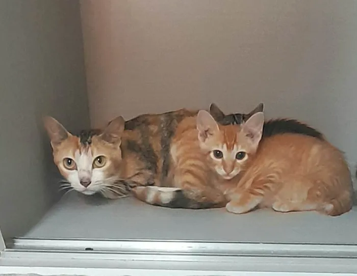 Gato ra a SRD-ViraLata idade 2 anos nome Sofia e Lukinha