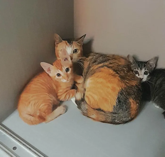 Gato ra a SRD-ViraLata idade 2 anos nome Sofia e Lukinha