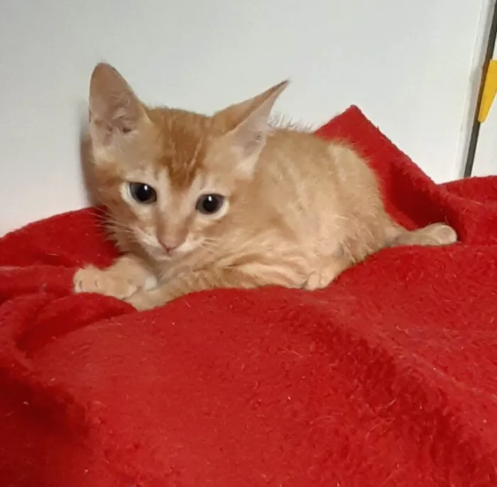 Gato ra a SRD-ViraLata idade 2 anos nome Sofia e Lukinha