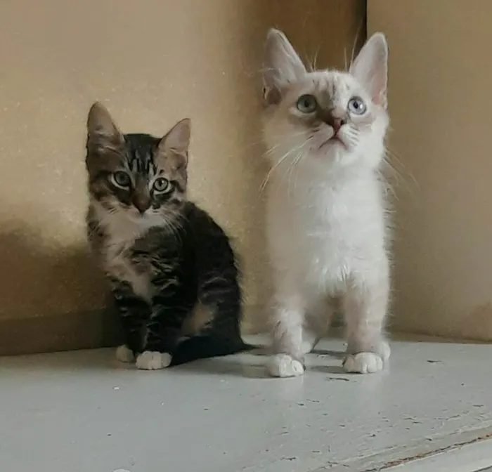 Gato ra a SRD-ViraLata idade 2 a 6 meses nome Léti e Glau