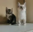 Léti e Glau