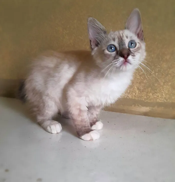Gato ra a SRD-ViraLata idade 2 a 6 meses nome Léti e Glau