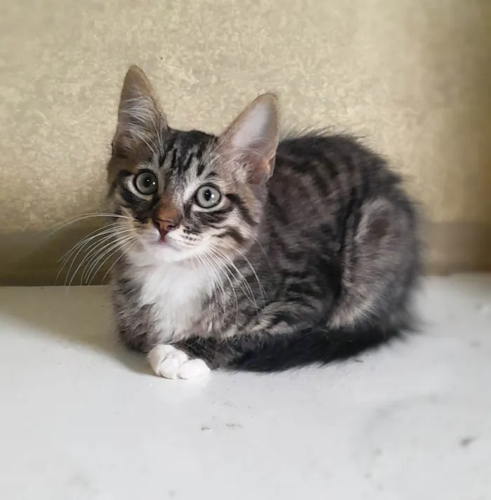 Gato ra a SRD-ViraLata idade 2 a 6 meses nome Léti e Glau