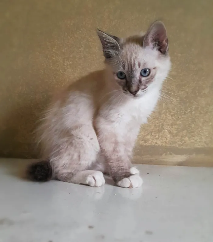 Gato ra a SRD-ViraLata idade 2 a 6 meses nome Léti e Glau