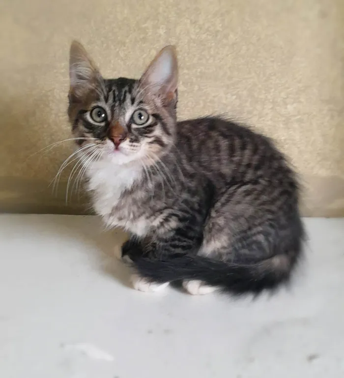 Gato ra a SRD-ViraLata idade 2 a 6 meses nome Léti e Glau