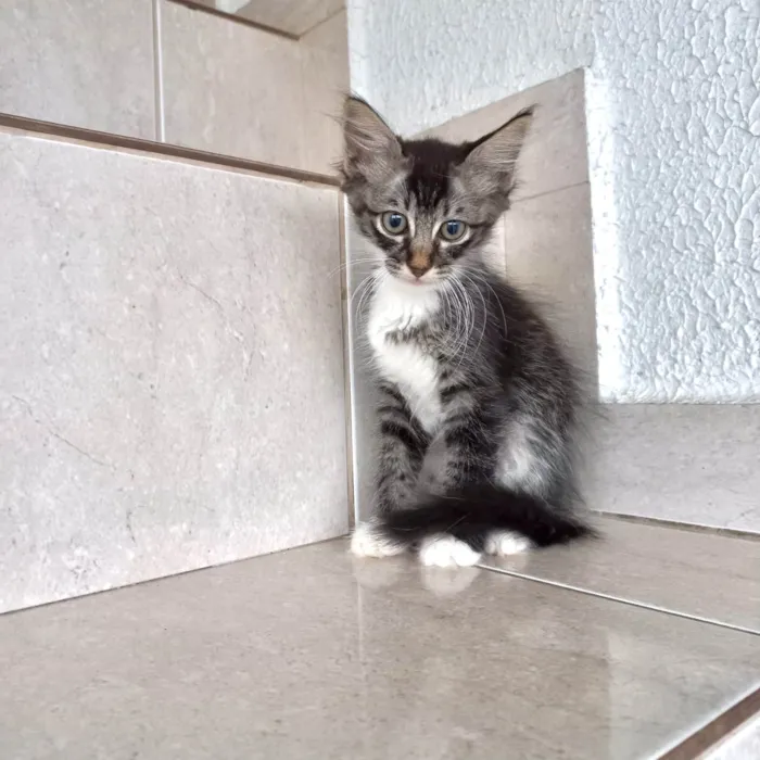 Gato ra a SRD-ViraLata idade 2 a 6 meses nome Oliver bb2meses lindo pelo longo 