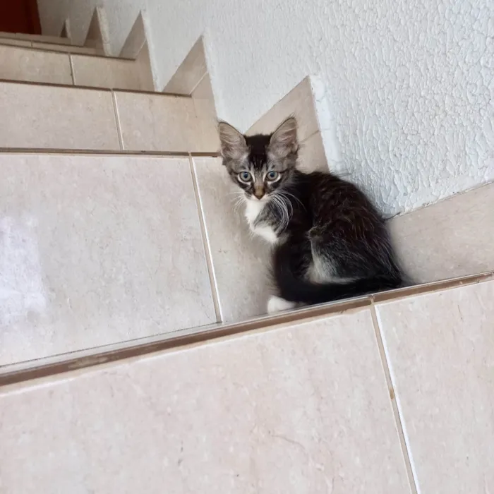 Gato ra a SRD-ViraLata idade 2 a 6 meses nome Oliver bb2meses lindo pelo longo 