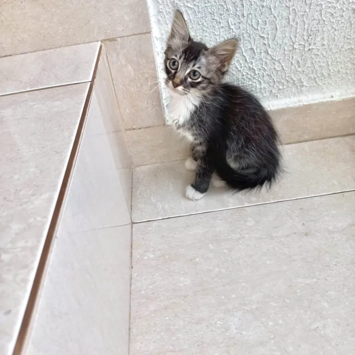 Gato ra a SRD-ViraLata idade 2 a 6 meses nome Oliver bb2meses lindo pelo longo 