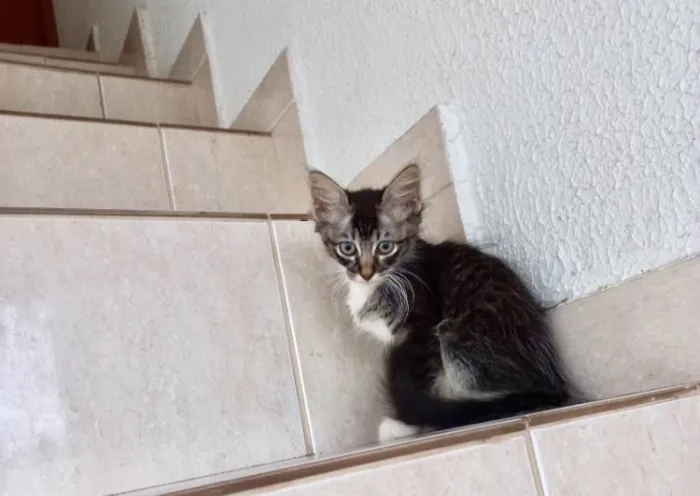 Gato ra a SRD-ViraLata idade 2 a 6 meses nome Oliver bb2meses lindo pelo longo 