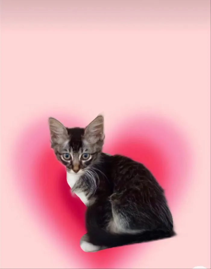 Gato ra a SRD-ViraLata idade 2 a 6 meses nome Oliver bb2meses lindo pelo longo 