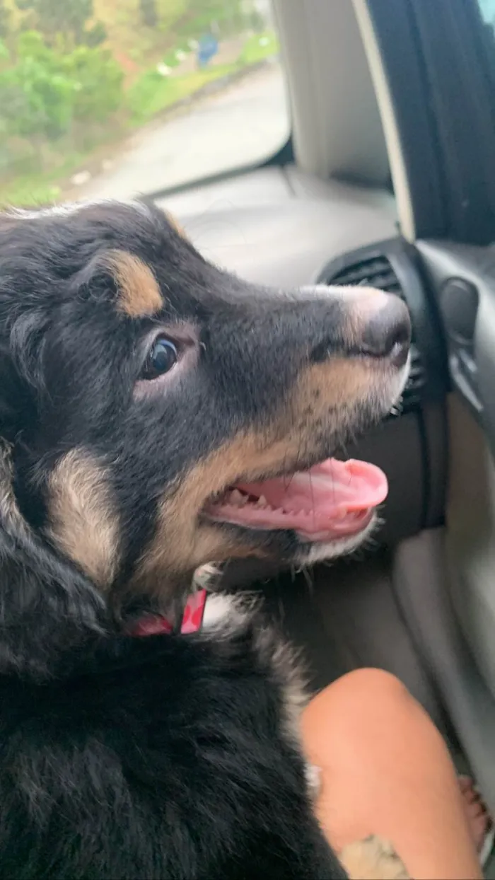 Cachorro ra a Não tem definição idade 2 a 6 meses nome Skay 