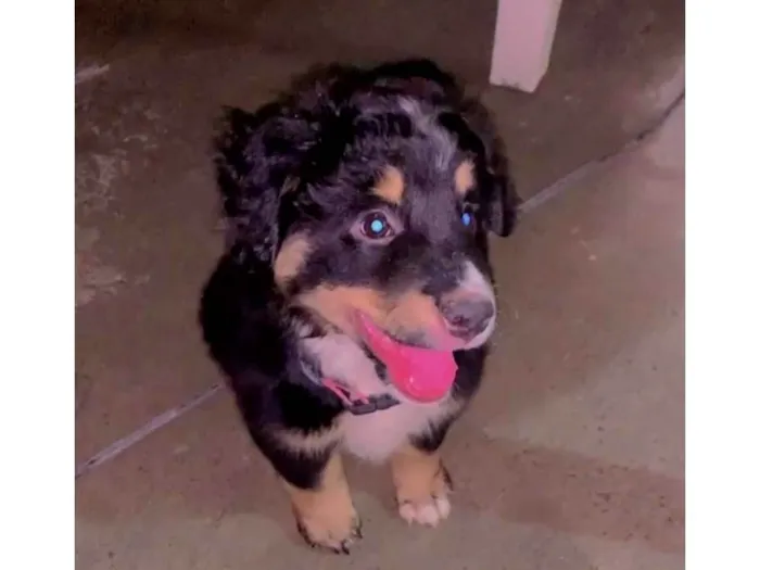 Cachorro ra a Não tem definição idade 2 a 6 meses nome Skay 