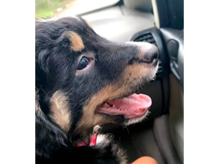 Cachorro ra a Não tem definição idade 2 a 6 meses nome Skay 