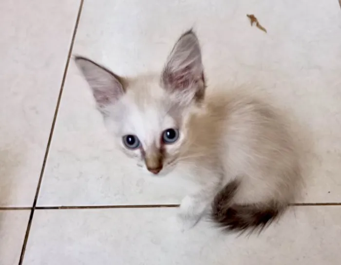 Gato ra a SRD-ViraLata idade 2 a 6 meses nome Vanilla bb2meses lindíssima 