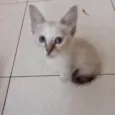 Vanilla bb2meses lindíssima