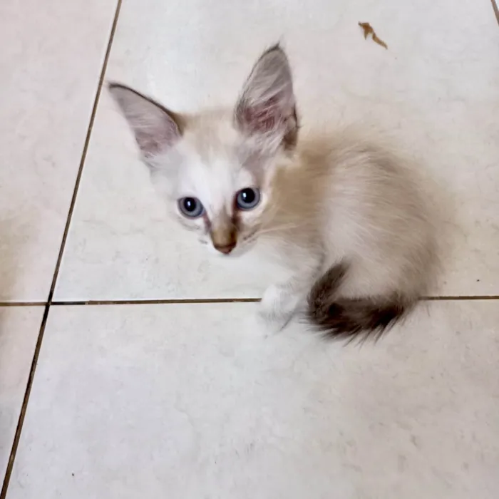 Gato ra a SRD-ViraLata idade 2 a 6 meses nome Vanilla bb2meses lindíssima 