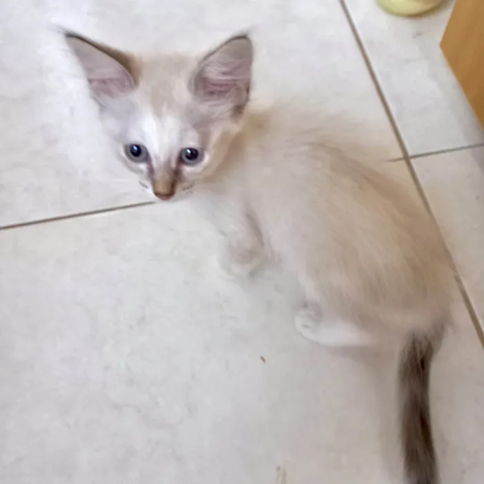 Gato ra a SRD-ViraLata idade 2 a 6 meses nome Vanilla bb2meses lindíssima 